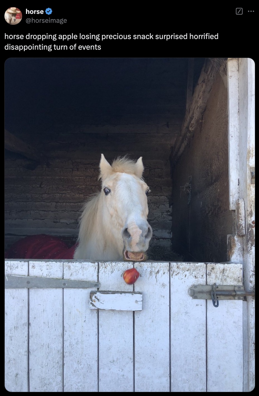 horse dropping apple snack mortified and awful surprising situation - horse horse dropping apple losing precious snack surprised horrified disappointing turn of events 8